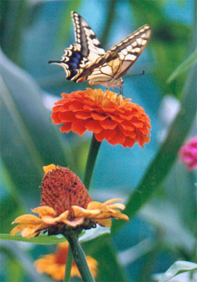 Foto-mariposa-y-zinia-3