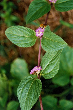 Salvia-de-Uruguay-web